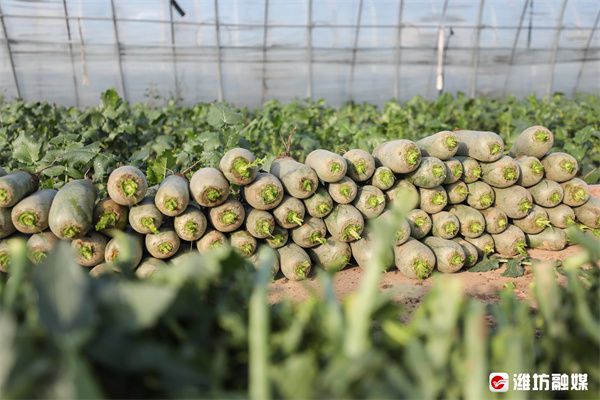 种植人参效益怎样_种植人参视频_老汉种植人参致富