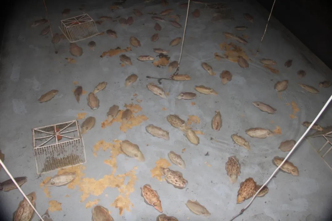 养殖人工河豚技术规范_人工养殖河豚技术_养殖人工河豚技术视频