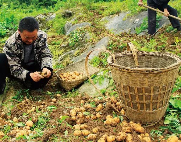 土豆冬季种植技术_冬季种的土豆什么时候开始收_冬季土豆什么时候下种