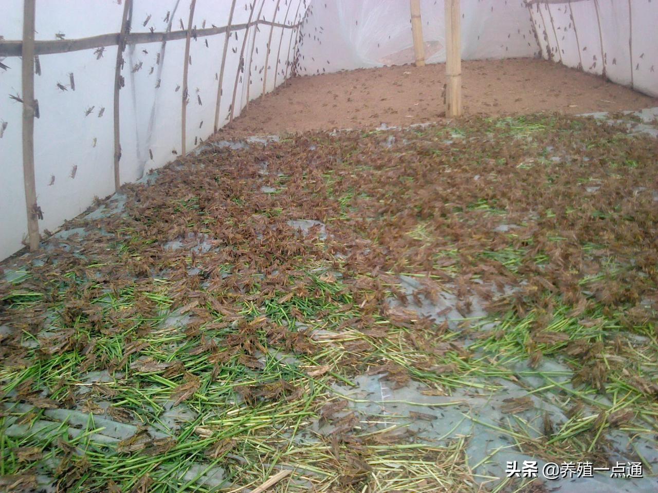昆虫养殖食用技术有哪些_食用昆虫养殖技术_昆虫养殖食用技术视频