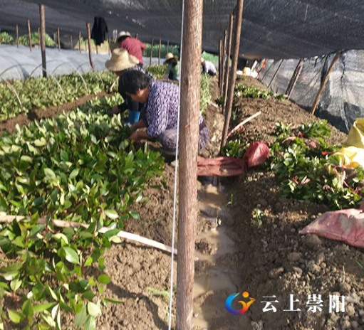 致富养殖好项目大全_养殖致富经_勤劳致富养殖