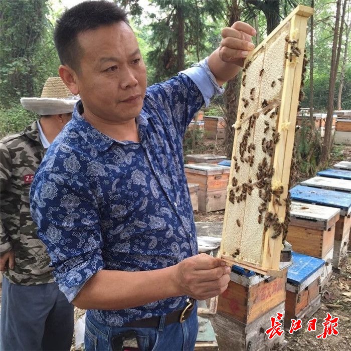 黄陂“蜂王”将土蜂蜜卖到全国和海外，带动200余农户致富