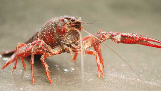 致富经澳洲淡水大龙虾养殖_澳洲淡水龙虾致富经_澳洲淡水小龙虾致富经
