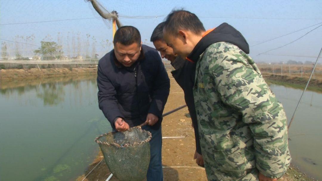 全套养殖泥鳅台湾技术提供什么_提供台湾泥鳅全套养殖技术_台湾泥鳅养殖成本和利润