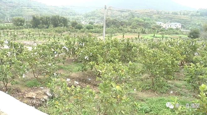 石榴种植园_村民种植石榴致富_种植石榴树赚钱吗