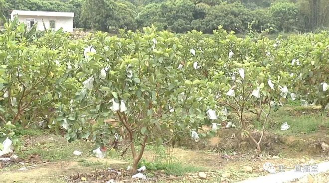 村民种植石榴致富_石榴种植园_种植石榴树赚钱吗