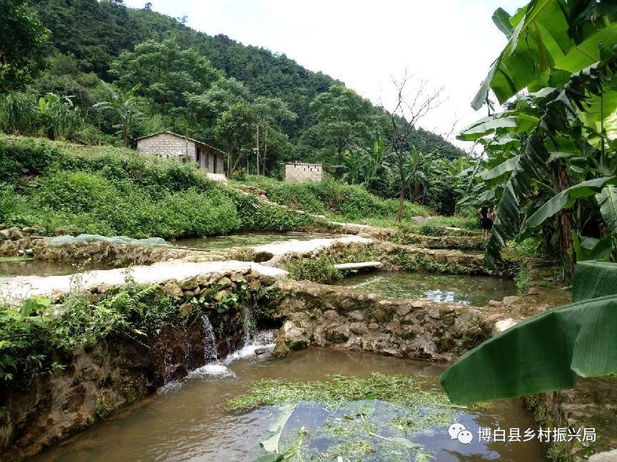 小窝养大鱼，那林鱼成致富鱼