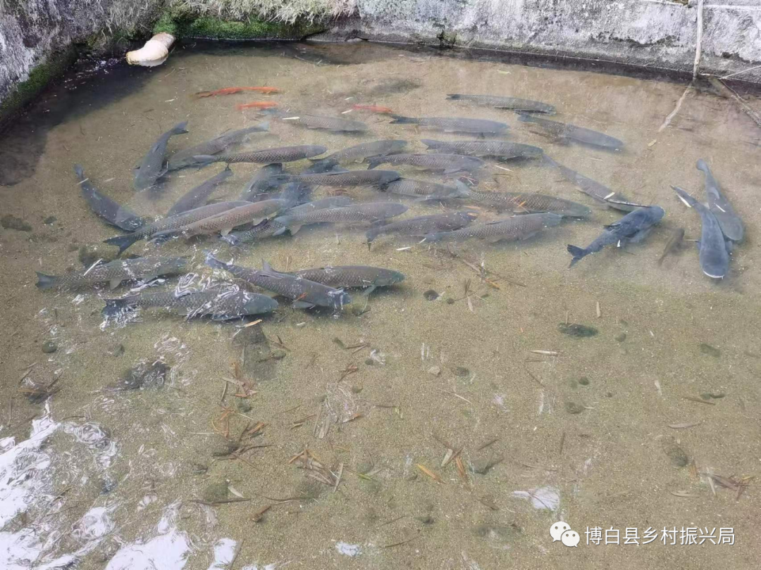 致富养殖草鱼视频_怎样养殖草鱼致富_养草鱼致富经