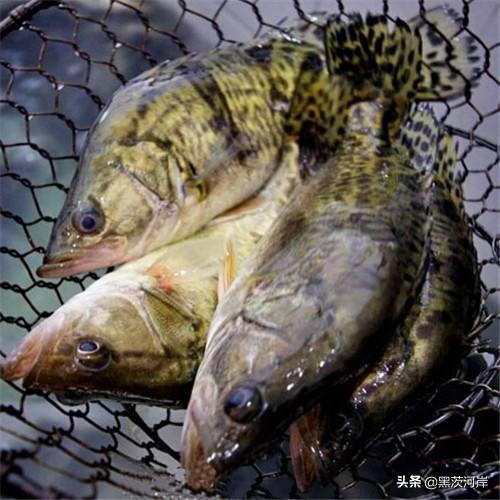 网箱养殖人鲫技术_网箱鲫鱼养殖技术视频_网箱鲫鱼用什么饵料垂钓