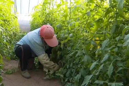 农村致富路什么最好_农村种植致富新路_农村致富新路子