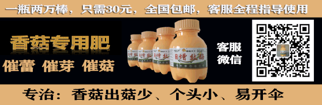 菌菇大棚种植技术要点_菌菇大棚种植技术与管理_大棚菌菇种植技术