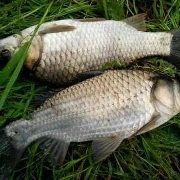 网箱养殖人鲫技术_网箱鲫鱼用什么饵料垂钓_网箱鲫鱼养殖技术视频