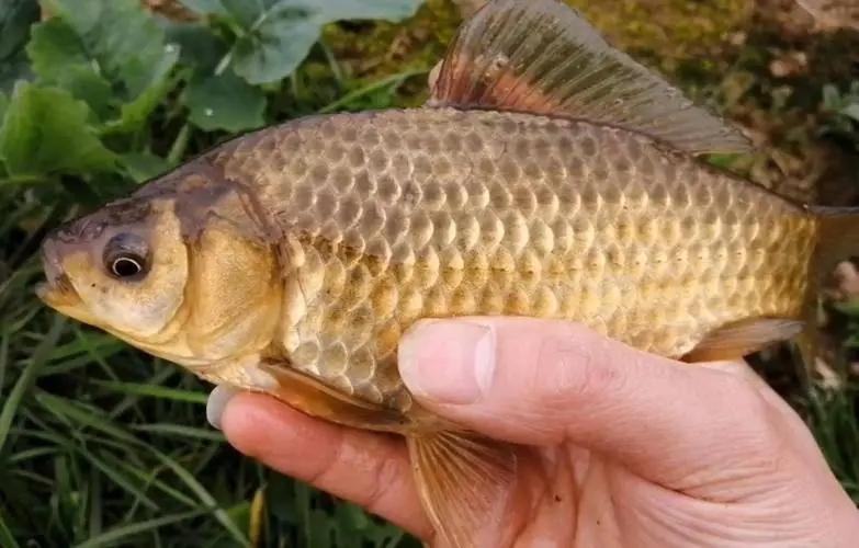 网箱鲫鱼养殖技术视频_网箱鲫鱼用什么饵料垂钓_网箱养殖人鲫技术