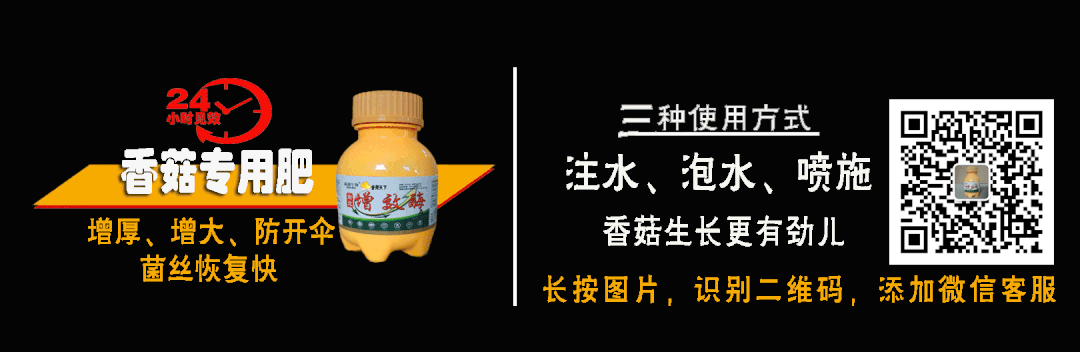 菌菇大棚图片_大棚菌菇种植技术_菌菇大棚种植技术要点