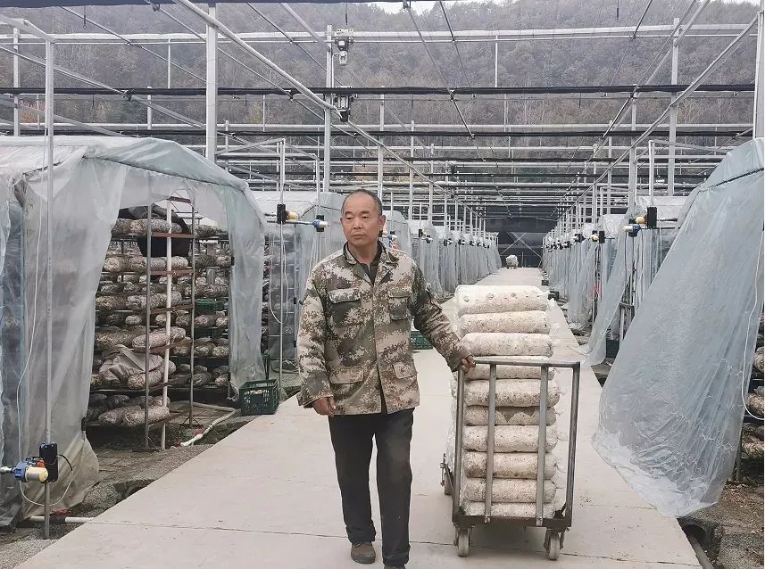菌菇大棚种植技术要点_大棚菌菇种植技术_菌菇大棚图片