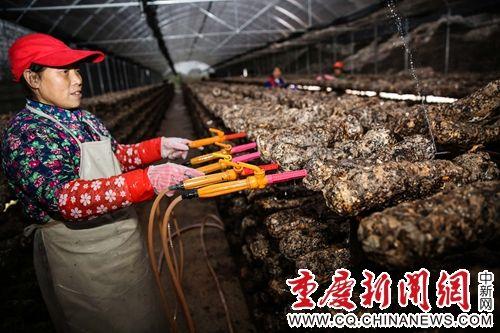 致富经 重庆云阳欧施春_致富经 重庆云阳欧施春_致富经 重庆云阳欧施春