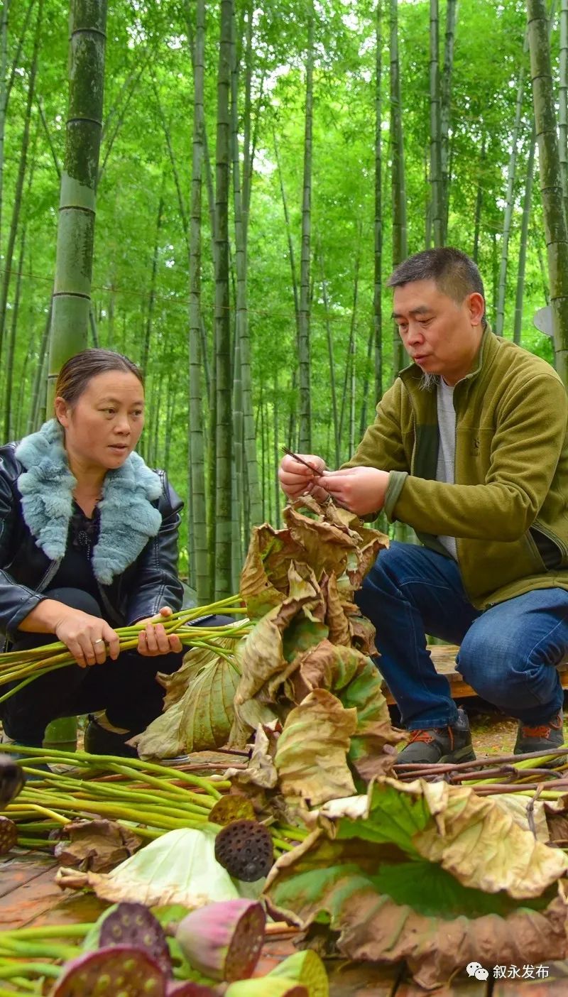 致富种植莲蓬怎么样_致富经种植莲蓬_致富种植莲蓬视频