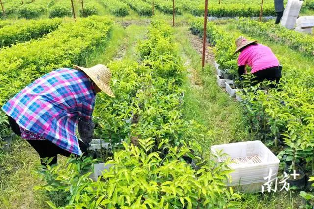 年产值突破30亿！茂名这一“香”远飘世界！