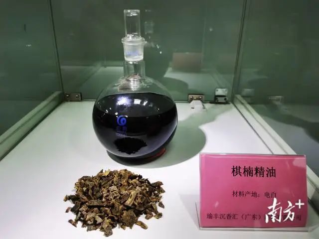 沉香的人工种植技术_人工种植沉香市场前景_人工沉香种植技术与管理