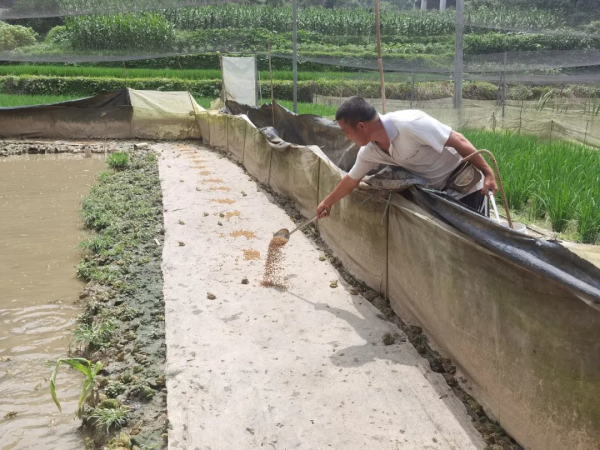 桐木坪乡：养蛙达人刘海军 栉风沐雨踏出致富新路径