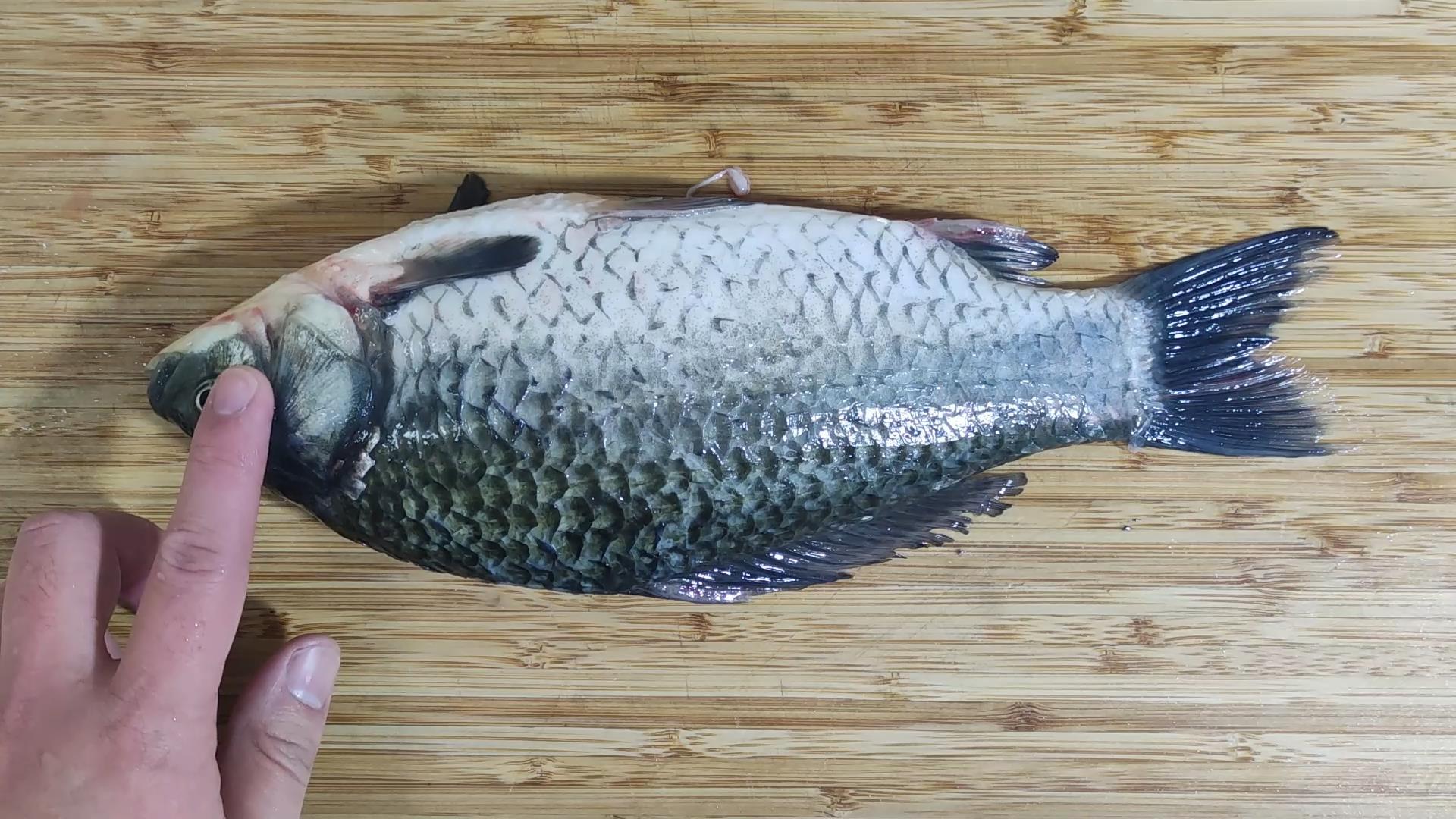 鲫鱼养殖技术视频_视频养殖鲫鱼技术大全_鲫鱼养殖视频致富经