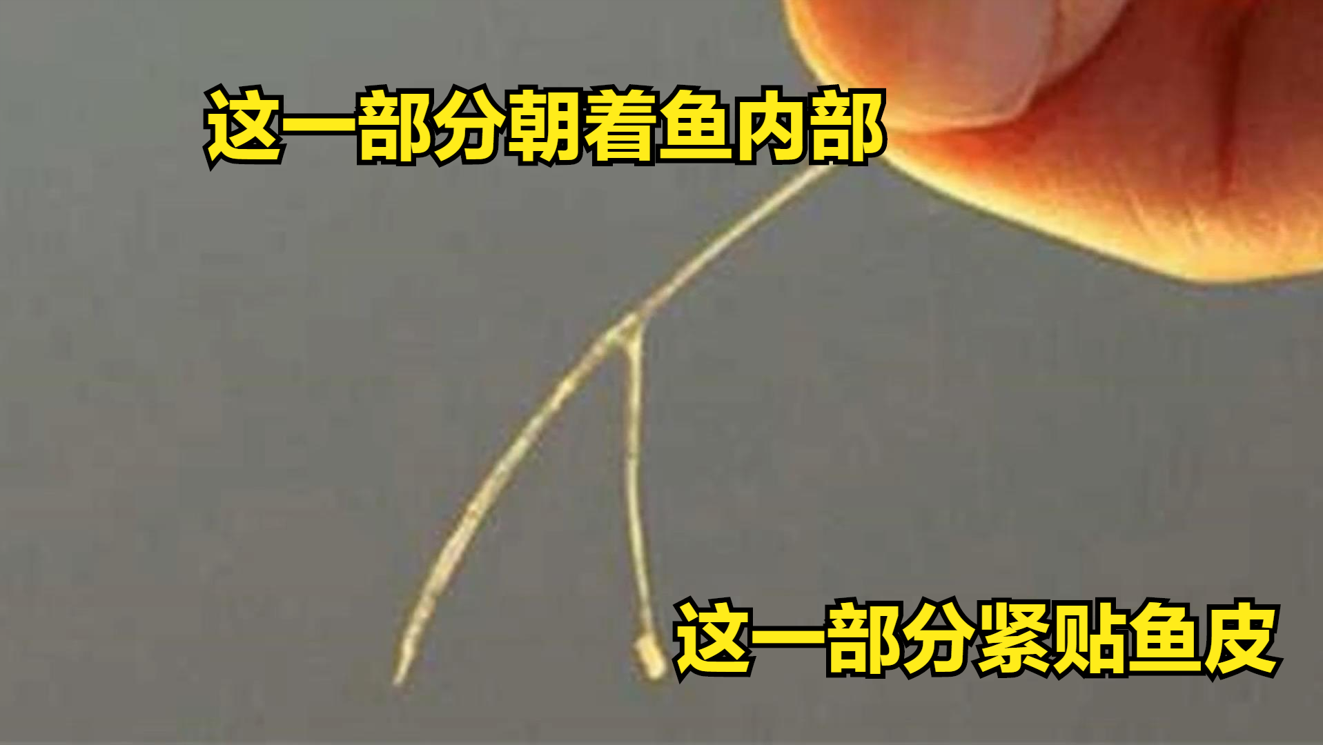 视频养殖鲫鱼技术大全_鲫鱼养殖技术视频_鲫鱼养殖视频致富经