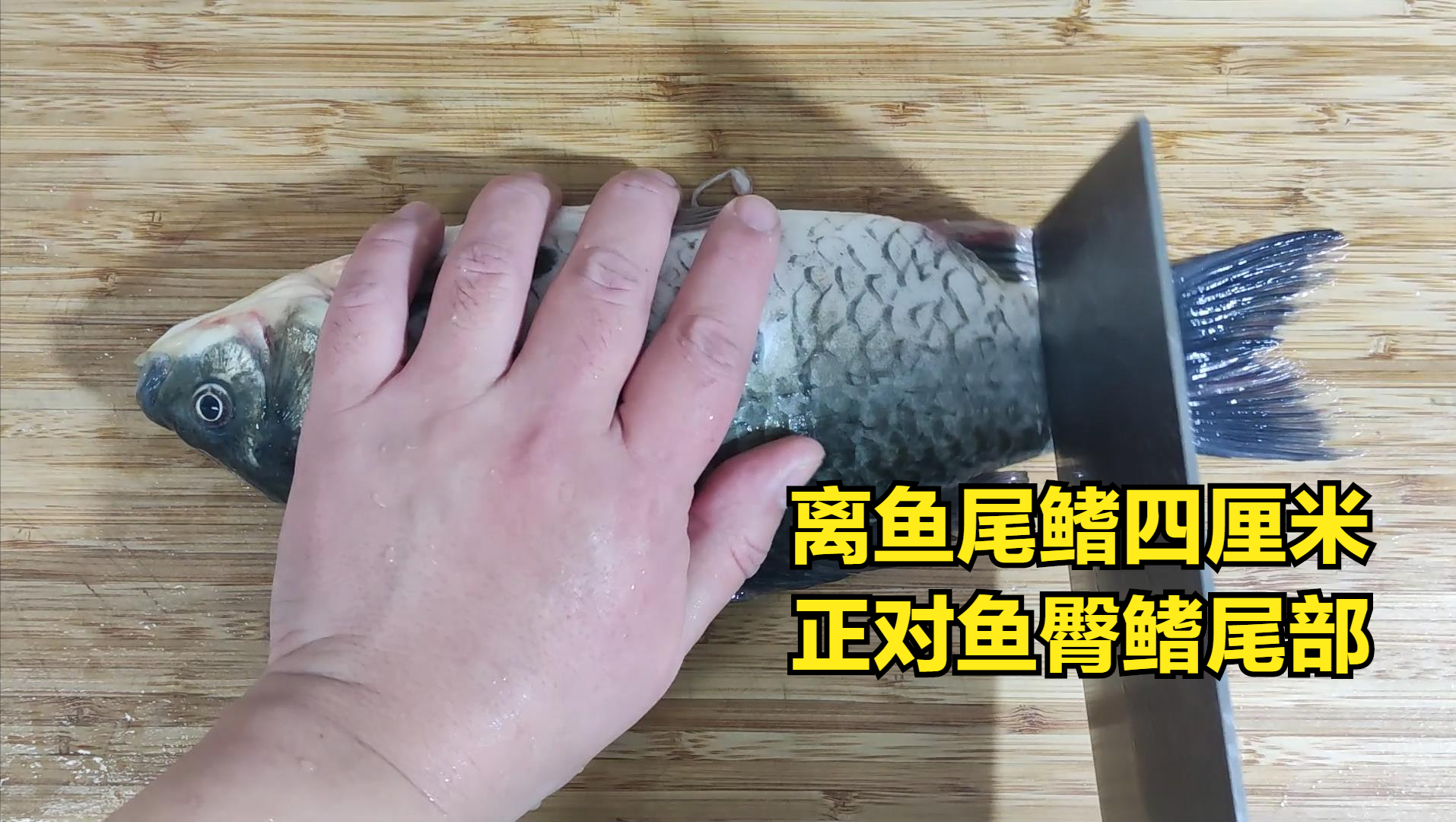 鲫鱼养殖视频致富经_鲫鱼养殖技术视频_视频养殖鲫鱼技术大全