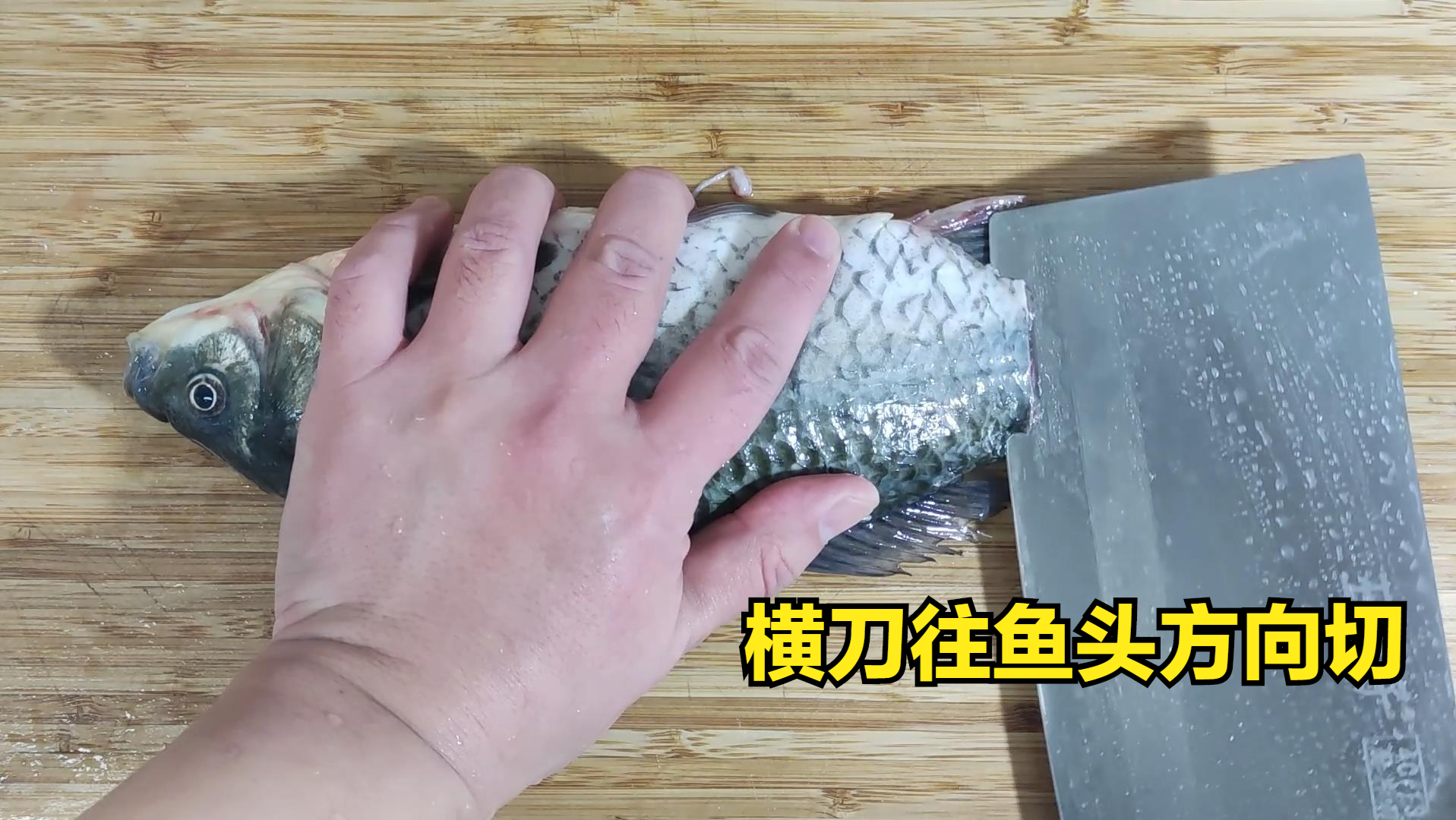 鲫鱼养殖视频致富经_视频养殖鲫鱼技术大全_鲫鱼养殖技术视频