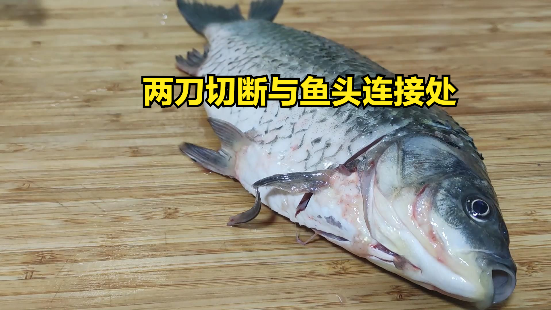 鲫鱼养殖视频致富经_鲫鱼养殖技术视频_视频养殖鲫鱼技术大全