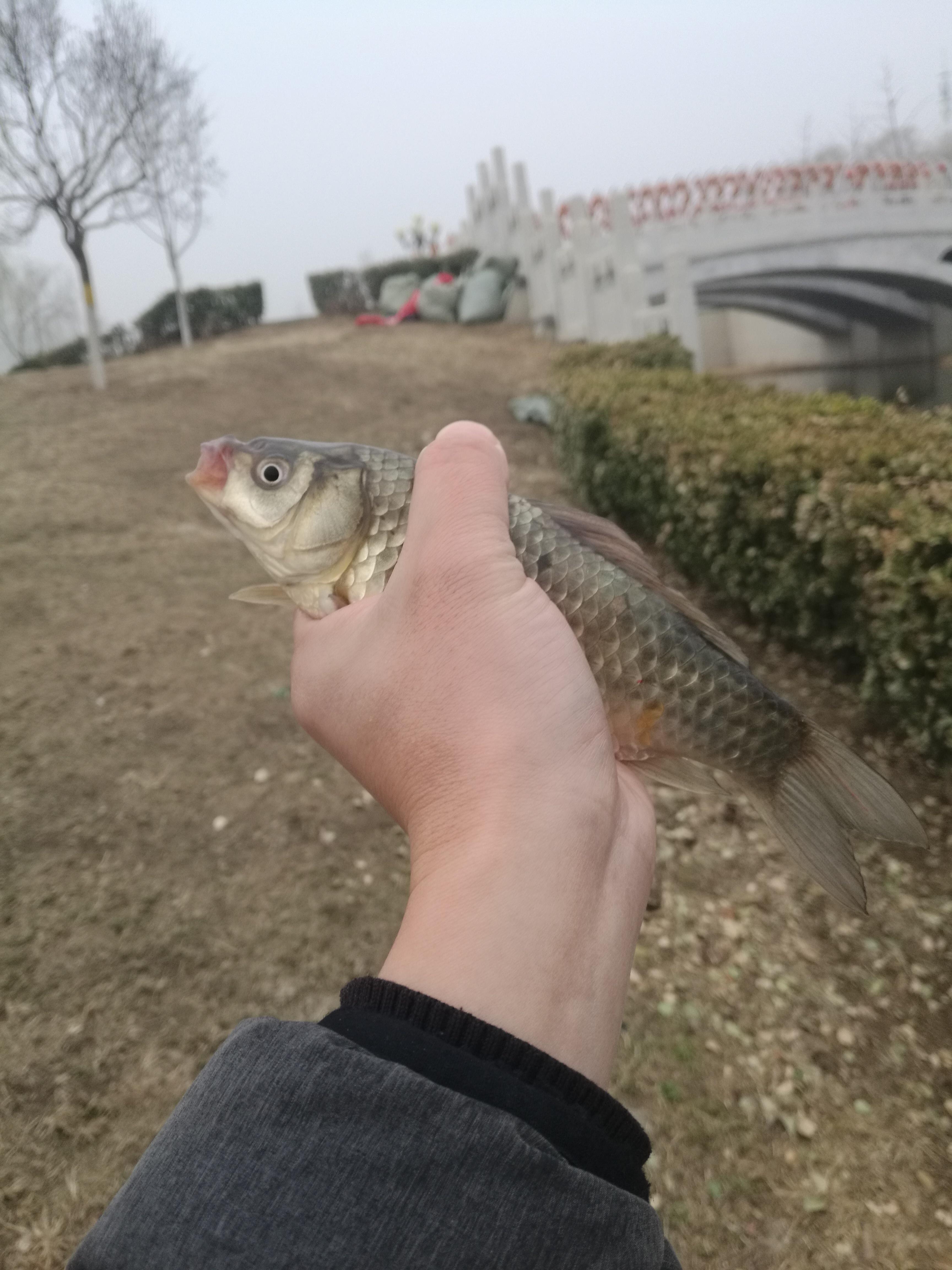 鲫鱼养殖技术视频_视频养殖鲫鱼技术方法_鲫鱼养殖视频致富经