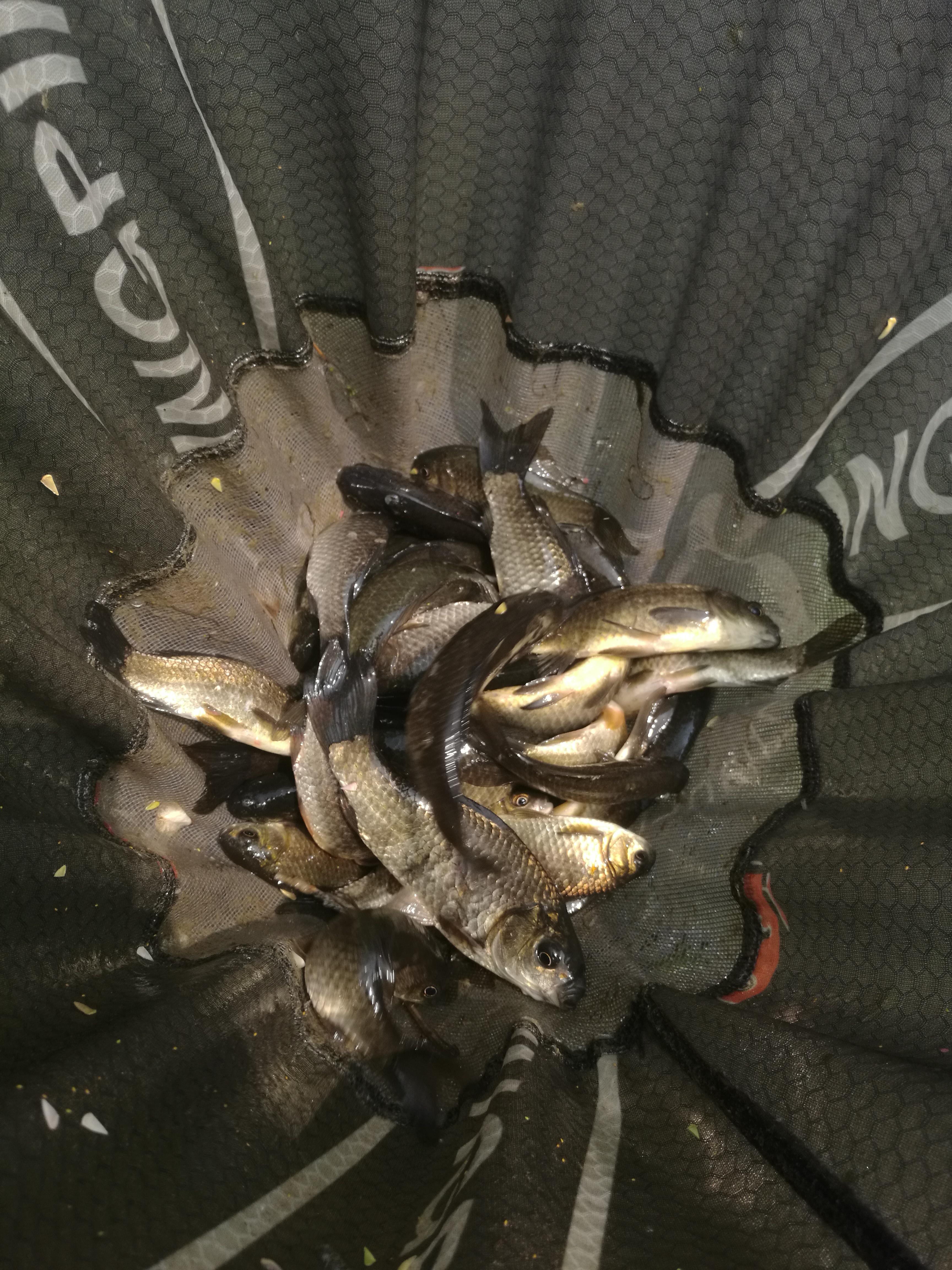 视频养殖鲫鱼技术方法_鲫鱼养殖视频致富经_鲫鱼养殖技术视频