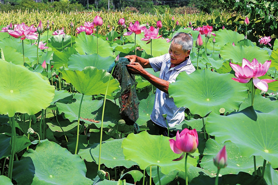 致富柑橘种植技术视频_致富经柑橘种植技术_种植柑橘赚钱吗