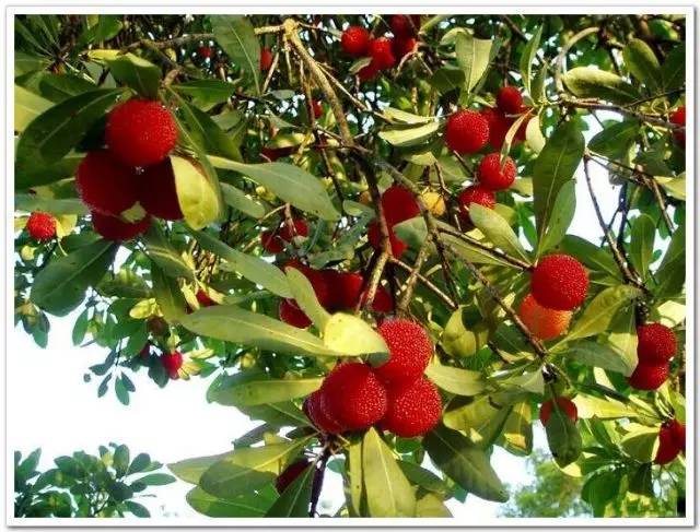 杨梅种植需要什么条件_杨梅种植过程_杨梅种植技术种