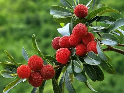 杨梅种植需要什么条件_杨梅种植技术种_杨梅种植过程
