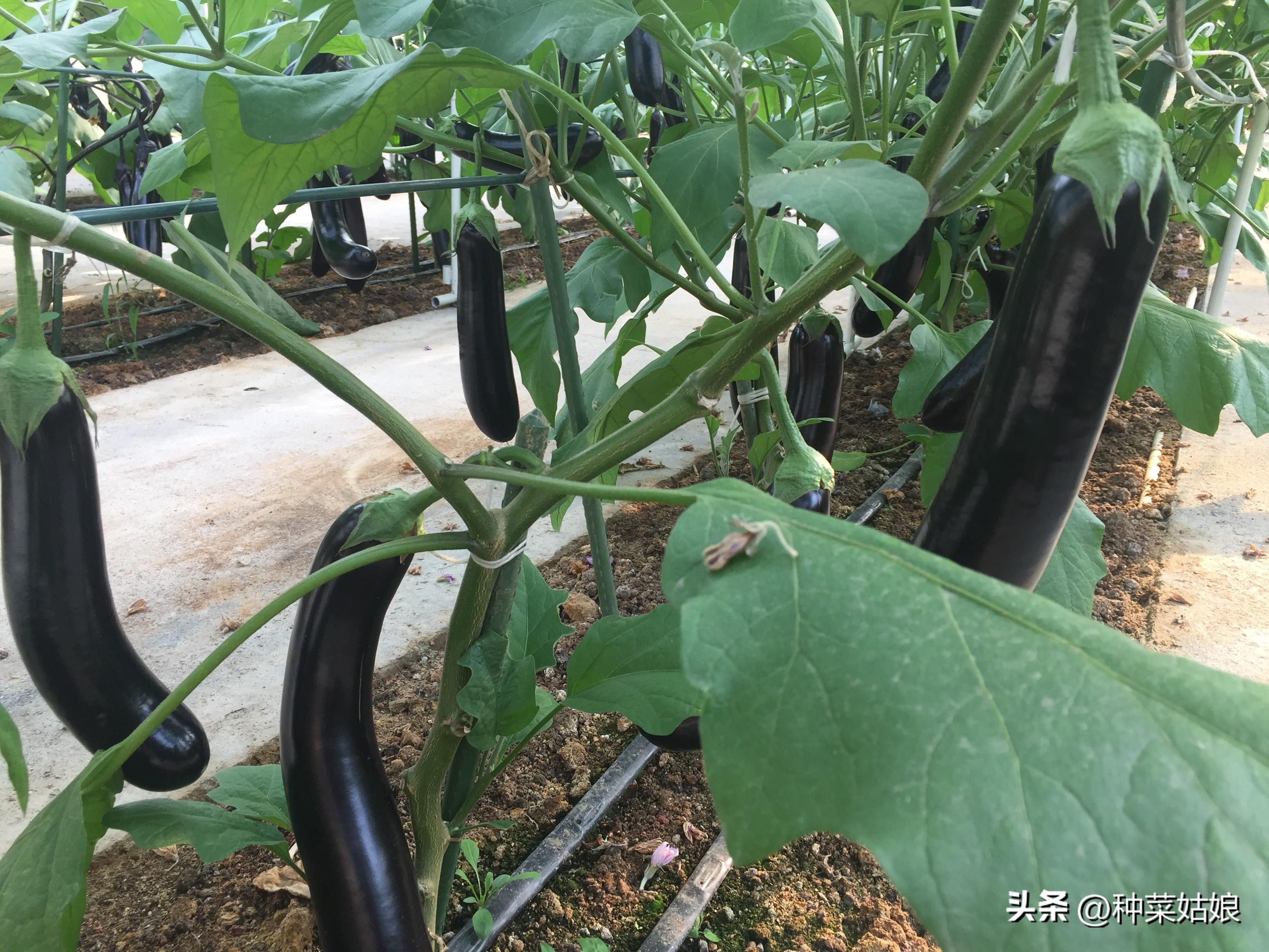 茄子的种植技术_茄子种植技术与管理_茄子种植技术与管理视频
