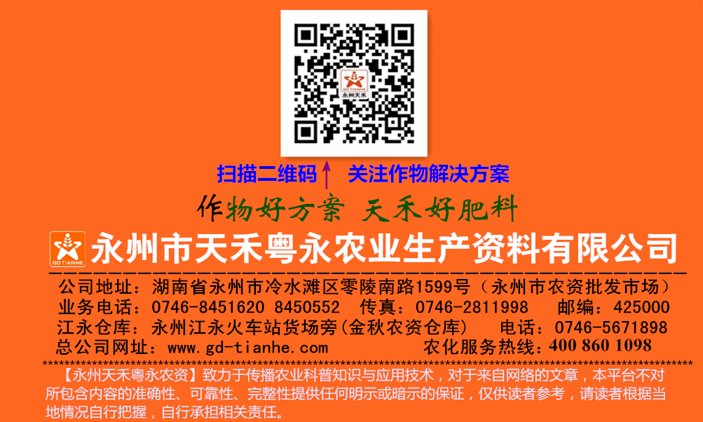 杨梅种植过程_杨梅种植技术种_种植杨梅的技术指导一下