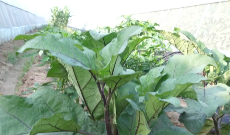 茄子的种植技术_茄子种植技术与管理_茄子种植技术视频请看农广天地