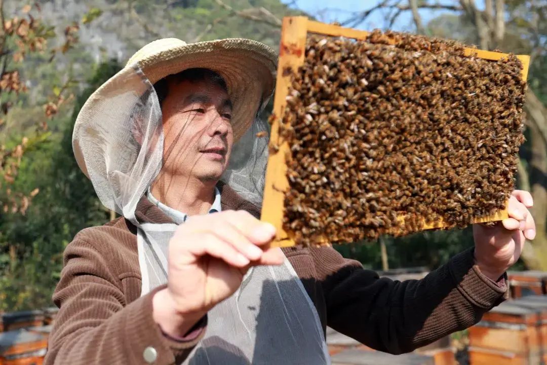 蜜蜂养殖收入_蜜蜂养殖致富行业_蜜蜂养殖市场前景