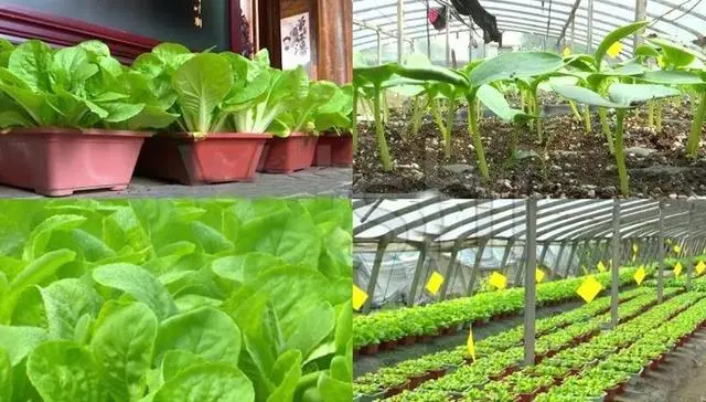 农业种植致富吗_农民致富种植项目_致富种植农业的意义