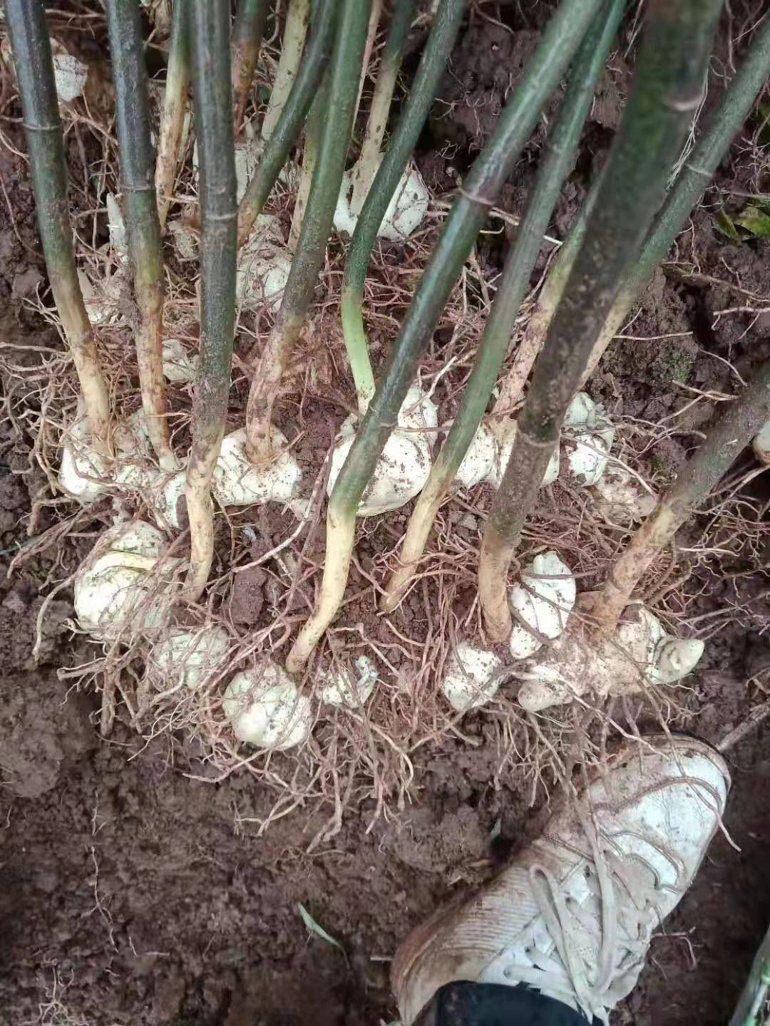 致富种植技术有哪些_致富种植技术_致富种植技术视频教程