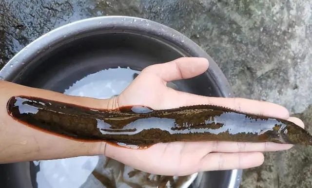 像大泥鳅有两斤的重，以前在河中很常见，现在这沙鳅一斤一百多