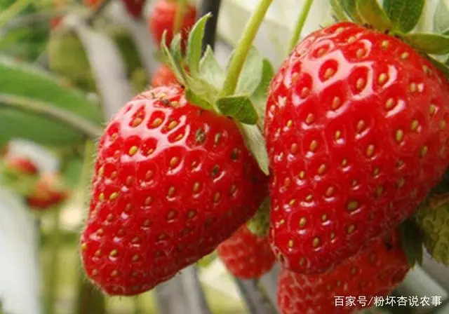 种植扦插草莓技术要求_草莓扦插种植技术_种植扦插草莓技术要点