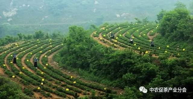 茶叶农场_致富茶叶种植茶园地址_茶园茶叶种植致富