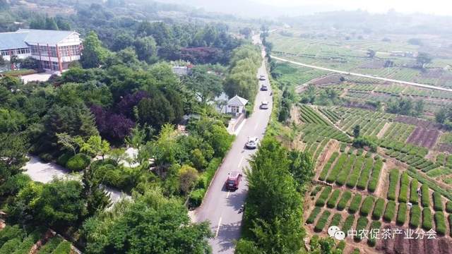 茶园茶叶种植致富_致富茶叶种植茶园地址_茶叶农场