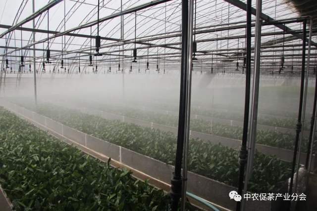 茶叶农场_茶园茶叶种植致富_致富茶叶种植茶园地址