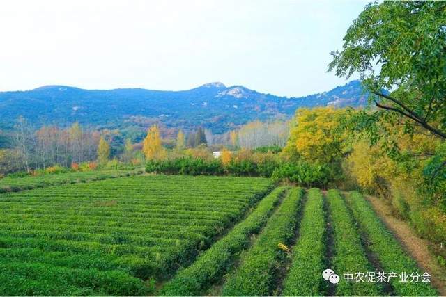 茶园茶叶种植致富_致富茶叶种植茶园地址_茶叶农场