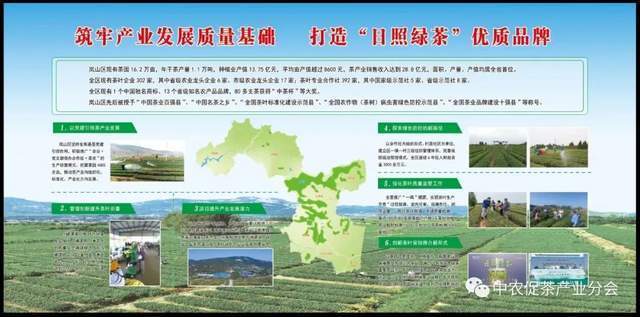 茶园茶叶种植致富_茶叶农场_致富茶叶种植茶园地址