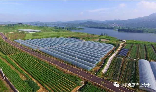 致富茶叶种植茶园地址_茶叶农场_茶园茶叶种植致富