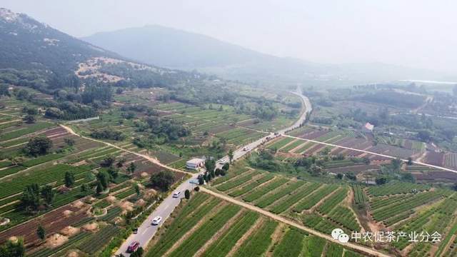 茶园茶叶种植致富_茶叶农场_致富茶叶种植茶园地址