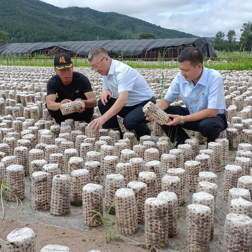 小木耳开出“致富花”——建设银行牡丹江分行特色种植融资服务拓宽乡村产业振兴之路